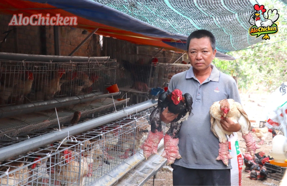 AloChicken - Địa điểm bán Gà Đông Tảo uy tín tại Hà Nội