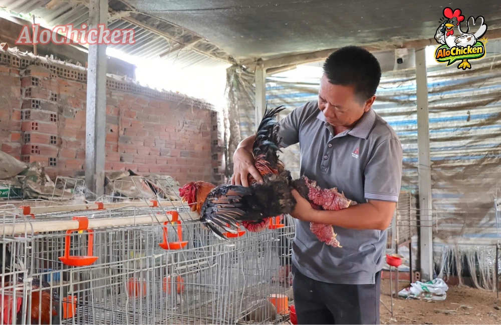 Chân to là một trong những biểu hiện của 1 con gà Đông Tảo được nuôi đúng cách và chuẩn giống thuần chủng