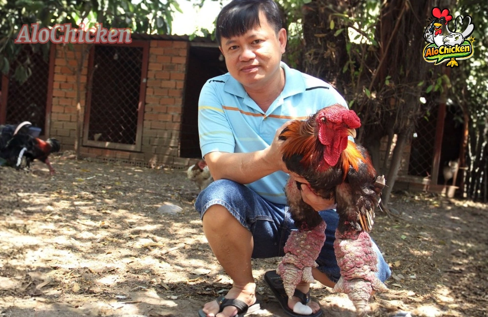 Gà Đông Tảo là món quà tinh tế, ý nghĩa biếu Sếp, đối tác trong dịp Tết