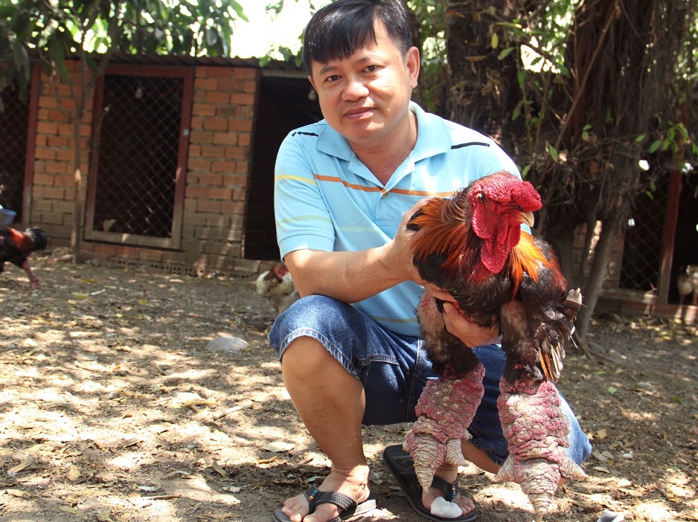 Hình ảnh gà đông tảo thực tế tại trang trại nhà AloChicken